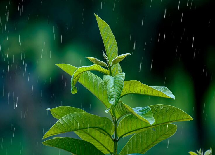 Grotere regenwaterput vanaf oktober verplicht bij nieuw- en verbouw